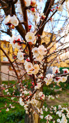 spring, trees, nature, flower, blossom, pink, branches, cherry tree, blossom, blossom, blossom, plant, garden, season, leaf, beauty, blossom, bud, sky, flora, blossom, apple, sakura, magnolia