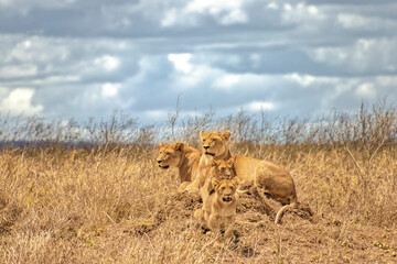 Tanzania, Serengeti park – Lion.
