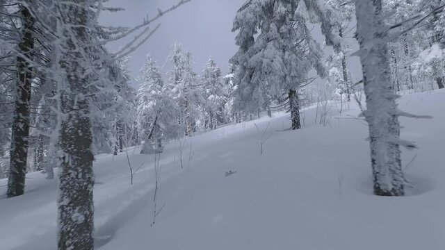 Aerial view of a fabulous winter mountain landscape close-up. Smooth flight between snow-covered trees. Filmed on FPV drone.