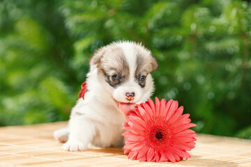 Funny little puppy of pembroke welsh corgi breed dog lying outdoors near pink flower