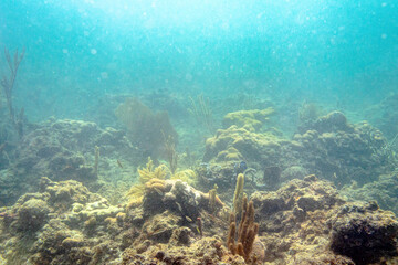 Naklejka na ściany i meble Coral Reef with Plant life in ocean