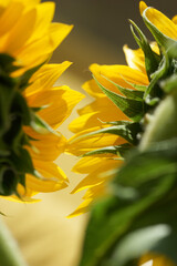 Bouquet with large sunflowers in a vase
