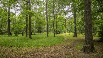 Fototapeta premium green landscape from the city park