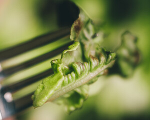 Closeup of Lettuce