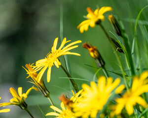 fleurs jaunes sauvages