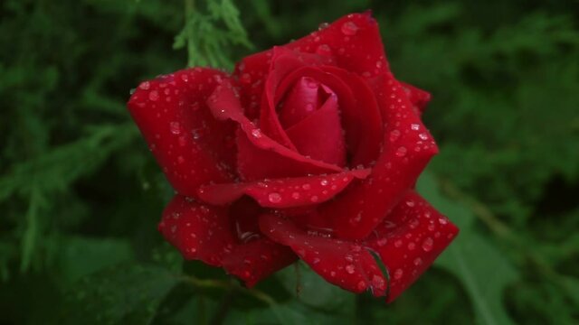 red rose rotation with raindrops on green leaf photo