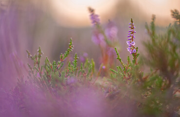 Heidekraut (Calluna vulgaris) zum Sonnenaufgang in der Lüneburger Heide