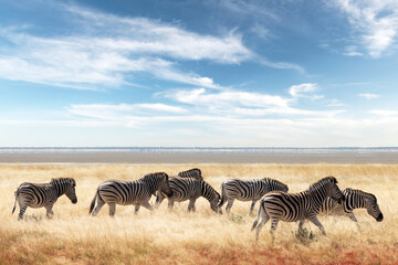 Fototapeta na wymiar African plains zebra family on the dry brown savannah grasslands