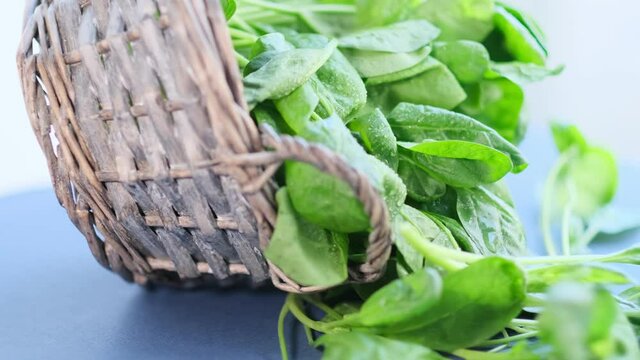Fresh spinach with rotating on black background. Close up video. top view. Slow motion video. stock footage.