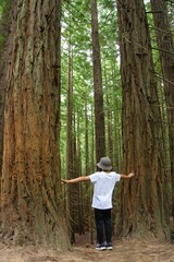 A white boy leans with his two hands on two large sequoias looking at the forest.