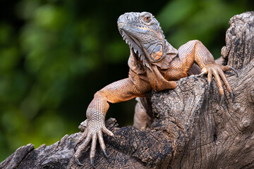 Front close up portrait of a green iguana with orange skin climbing on a tree trunk
