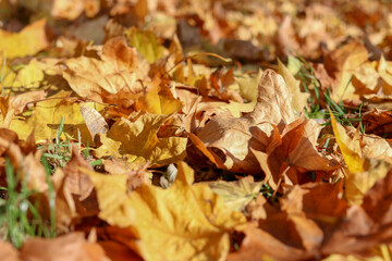 Fallen yellow maple leaves. Autumn. Maple leaves on the ground.