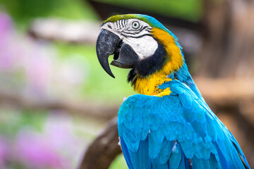 Close up profile portrait of a colorful blue and yellow macaw parrot, against a bokeh background