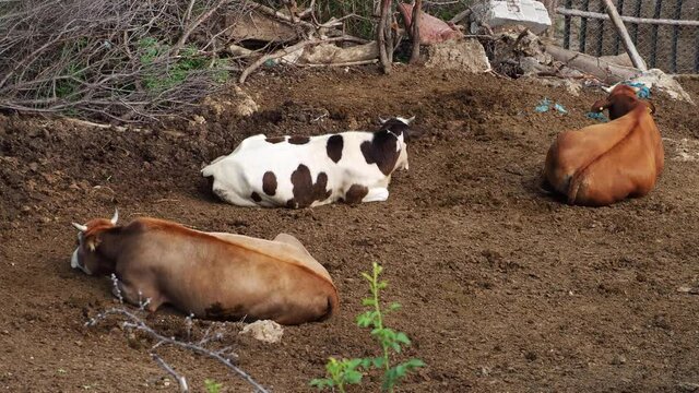 Cows lying down in a farm