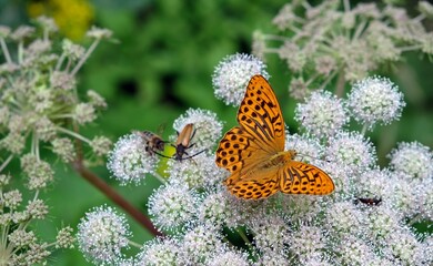 butterfly on a flower close up sharp depth of field