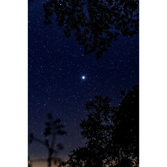 night forest landscape view with planet Jupiter and stars