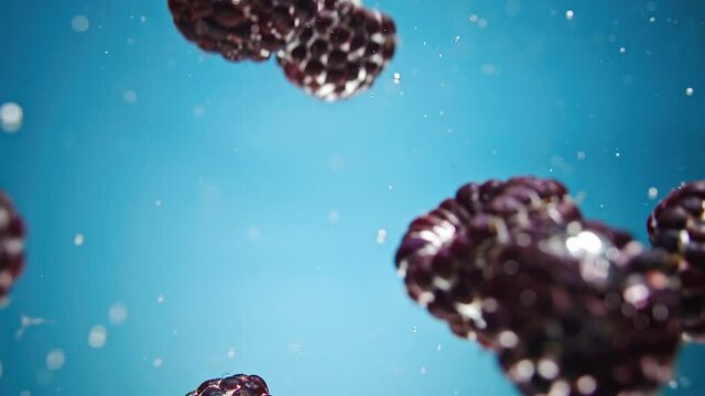 Ripe dewberries fall into transparent clear water with oxygen bubbles and surface upward on blue background macro slow motion
