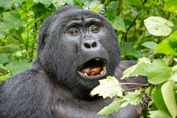 Silverback mountain gorilla in Bwindi, Uganda, Africa