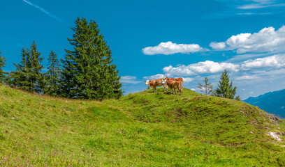 Herd of Dairy cows with bell in pasture on a hill, Bavarian cow on green meadow in mountains,...