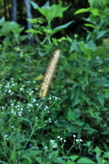 Louisiana Grass