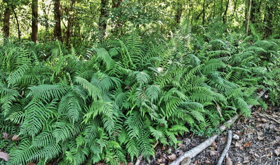 Louisiana Ferns