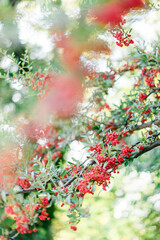 Fototapeta premium 赤い実