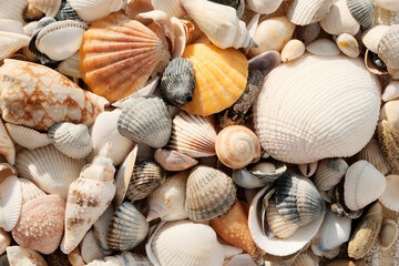 seashells on the beach