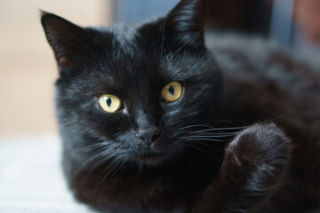 kot czarny zainteresowanie oczy patrzeć wzrok