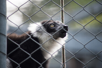 Portrait of captive black and white lemur behind a metallic fence