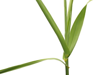 Bamboo rattan green isolated on white background