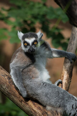Portrait of wild maki catta lemur standing on tree branch