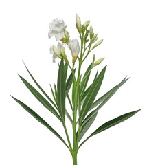 Oleander with flowers isolated on white background