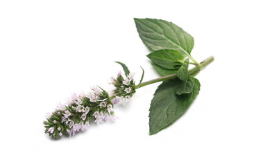 Fresh green mint with flower isolated on white background