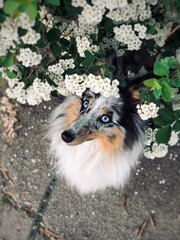 Sheltie