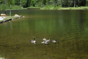 family of ducks on the lake