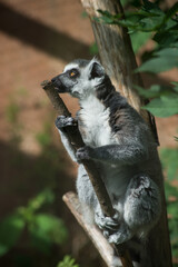 Portrait of wild maki catta lemur standing on tree branch