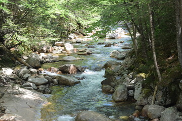 stream in the forest