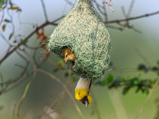Baya weaver birds -Female have tested the strength  of nest. Female appears interested, the male ...