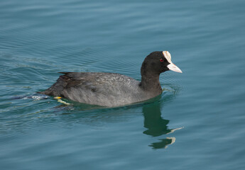A Eurasian coot (Fulica atra) in water