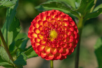 Closeup of a red and yellow colored pompon dahlia.