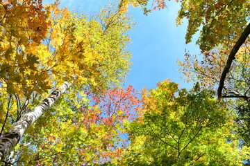 autumn leaves in the forest