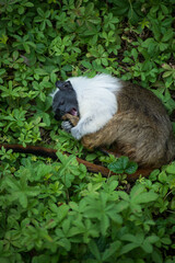 Portrait of bicolor tamarin lying in the grass
