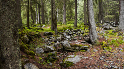 Lot of rocks in the forest