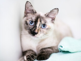 A Tortoiseshell point Siamese cat with blue eyes and dilated pupils