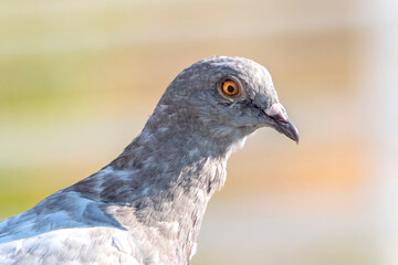 Pigeon