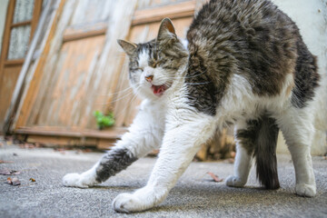 Cat. My family friend.