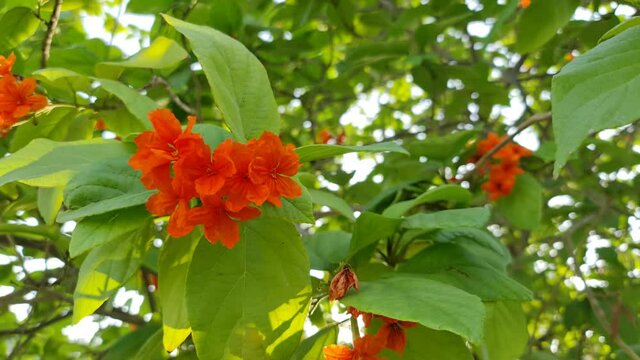 Closeup of blossoming Cordia Flowers in summer. Colorful 4K video of beautiful flower with green leaves. 4K video.