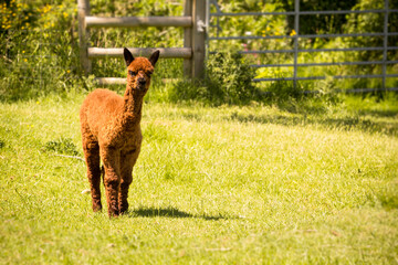 Brown alpaca llama baby on the farm © Marta