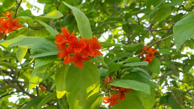Closeup of blossoming Cordia Flowers in summer. Colorful 4K video of beautiful flower with green leaves.