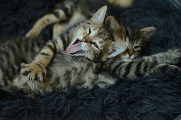 chatons bâillement drôle